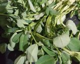 মেথি পরোটা (methi paratha recipe in bengali) রেসিপি ধাপ - 1 ছবি