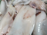 GULAI Cumi Bunting