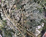A picture of step 1 of Drum stick leaves Rasam.