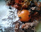 Foto del paso 2 de la receta: Guiso de albóndigas de atún en lata con garbanzos