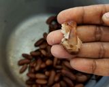 A picture of step 3 of Rajma Masala - Punjabi Style.