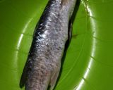 Foto langkah ke 1 dari resep Cefalo al Cartoccio (Ikan Belanak Panggang ala Italia).