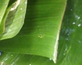 A picture of step 5 of Stuffed coconut banana box.