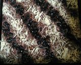 Foto langkah ke 11 dari resep Brownies kukus.