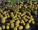 Foto del paso 3 de la receta: Zaitun marsus (Preparación de aceitunas)