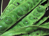 Terong Balado