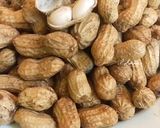 Foto langkah ke 4 dari resep Kacang Rebus (Empuk, Gurih dan Hemat Gas).