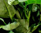 A picture of step 3 of Black eye-pea Malabar Spinach Curry (No oil).