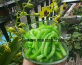 Hình bước làm 4 của món Chè sương sáo thập cẩm