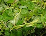 Hình bước làm 2 của món Canh rau dền cơm nấu tôm khô