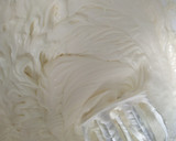 Foto del paso 4 de la receta: Tarta de queso individual y cremosa