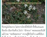 รูปขั้นตอนการทำที่ 6 ของ คั่วป่าผักขี้ขวง(สะเดาดิน)แมงลัก🌶️🧄