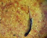 A picture of step 9 of Dhuli Urad Dal.