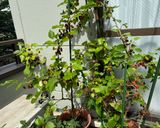 A picture of step 1 of Mulberry Cake (Mulberry from my pot garden).
