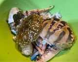 รูปขั้นตอนการทำที่ 2 ของ หลนปูม้า (ใส่ไข่ไก่ไม่ตำเต้าเจี้ยว)