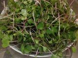 Rau mầm với sốt cà chua