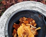 Foto del paso 1 de la receta: Hongos al escabeche 🍄🌲