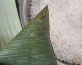 Foto langkah ke 5 dari resep Kue Lopis/Lupis ketan.