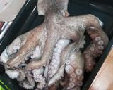 Foto del paso 1 de la receta: Pulpo al estilo murciano