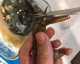 鹽漬檸檬奶油蝦的食譜步驟2照片