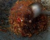 Foto langkah ke 4 dari resep Ayam Kecap Pedas Manis.