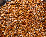A picture of step 1 of Sprouted horse gram masala.