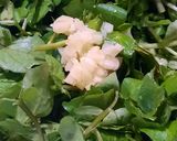Foto del paso 3 de la receta: Berro en ensalada del Nono Nilo