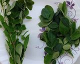 A picture of step 1 of Nutritious Moringa Parantha.