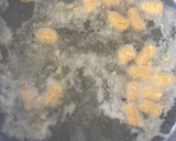 Foto del paso 4 de la receta: Mini ñoquis de calabaza y avena