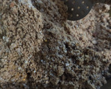 अलसी गुड आटे की पिन्नी (Alsi gur aate ki pinni recipe in Hindi) रेसिपी चरण 9 फोटो