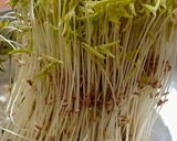 मुग बीन स्प्राऊट्स (mung beans sprouts recipe in marathi)_ रेसिपी स्टेप 7 फोटो 