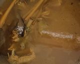 Foto langkah ke 4 dari resep Soto ayam kampung.