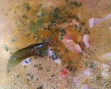 Foto del paso 2 de la receta Guiso de cerdo al curry
