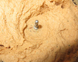 Foto del paso 7 de la receta: Paté de soja texturizada con semillas de cáñamo y Agua de Mar