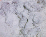 Foto langkah ke 4 dari resep Ayam ala kentucky 1.
