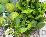 Une image de l'étape 2 de 🍹FRESH 🧊🌿DRINK 🍸MOJITO🍋🍋🍃.
