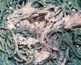 Foto del passaggio 4 della ricetta Spaghetti blu