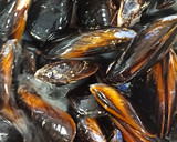 Foto del paso 1 de la receta: Mejillones al vino🦪