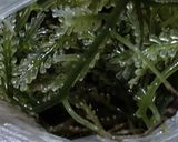 Foto langkah ke 2 dari resep Latoh Urap Kelapa Parut.