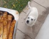 Foto del paso 7 de la receta: Grisines saborizados
