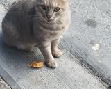 Φωτογραφία βήματος 8 της συνταγής Γαρίδες με ρύζι