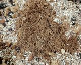 Foto del paso 5 de la receta: Granola casera aromática