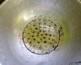 கலனி(அரிசி கலைந்த நீர்) புளிச்சாறு (Kalani pulisaru recipe in tamil) ரெசிபி ஸ்டேப் 2 புகைப்படம்