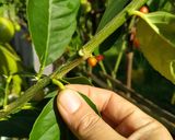 Foto langkah ke 1 dari resep Wedang Daun Jeruk Lemon.