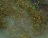 A picture of step 3 of Sarson ka saag,rice(white) atta roti.