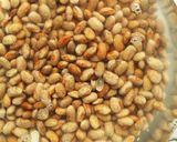 A picture of step 1 of Borachos "Drunken Beans".