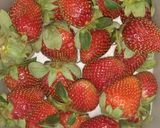 Foto del paso 1 de la receta: Para que tus fresas duren más