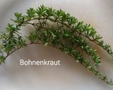 Süßsauer eingelegte Stangenbohnen Rezeptschritt 3 Foto