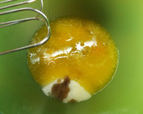Foto del paso 1 de la receta: Rocas de manzana y nuez