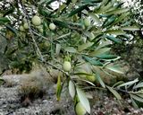 Foto del paso 2 de la receta Aceitunas picantes
